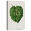 Romanticism Art: Cissus Porphyrophyllus Leaf - Botanical Canvas Print