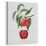 Romanticism Art: Carrot Peach by Gallesio - Botanical Canvas Print