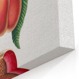 Romanticism Art: Carrot Peach by Gallesio - Botanical Canvas Print