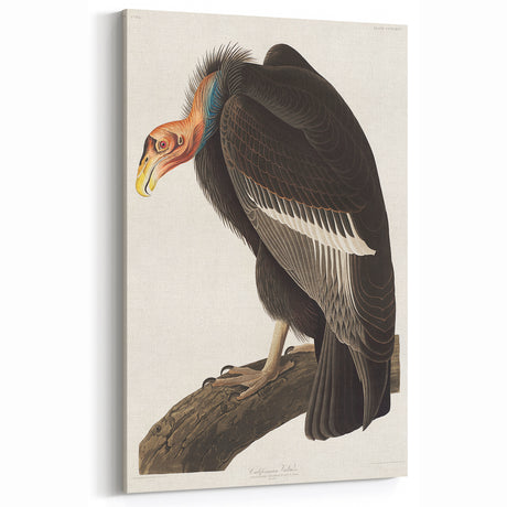 Romanticism Art: Californian Vulture by Audubon - Wildlife Canvas Print