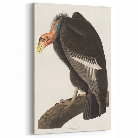 Romanticism Art: Californian Vulture by Audubon - Wildlife Canvas Print