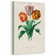Romanticism Art: Didier's Tulip by D’Orbigny - Botanical Canvas Print