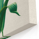 Romanticism Art: Didier's Tulip by D’Orbigny - Botanical Canvas Print
