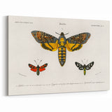 Romanticism Art: Moth Collection by D’Orbigny - Entomology Canvas Print