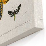 Romanticism Art: Moth Collection by D’Orbigny - Entomology Canvas Print