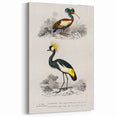 Romanticism Art: Ornithological Birds by D’Orbigny - Wildlife Canvas Print