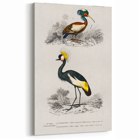 Romanticism Art: Ornithological Birds by D’Orbigny - Wildlife Canvas Print