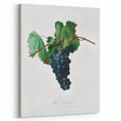 Romanticism Art: Grape Vine by Gallesio - Botanical Canvas Print