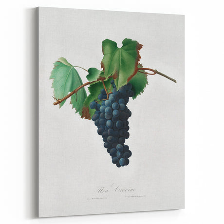 Romanticism Art: Grape Vine by Gallesio - Botanical Canvas Print