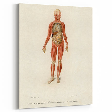 Romanticism Art: Human Anatomy by D’Orbigny - Scientific Canvas Print