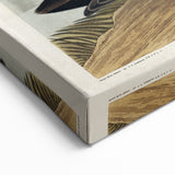 Romanticism Art: Dusky Duck by Audubon - Wildlife Canvas Print