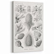 Modern Conifer Botanical Wall Art - Abstract Modern Art Prints