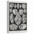 Ernst Haeckel’s Shell Illustrations - Elegant Black and White Wall Art