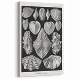 Ernst Haeckel’s Shell Illustrations - Elegant Black and White Wall Art
