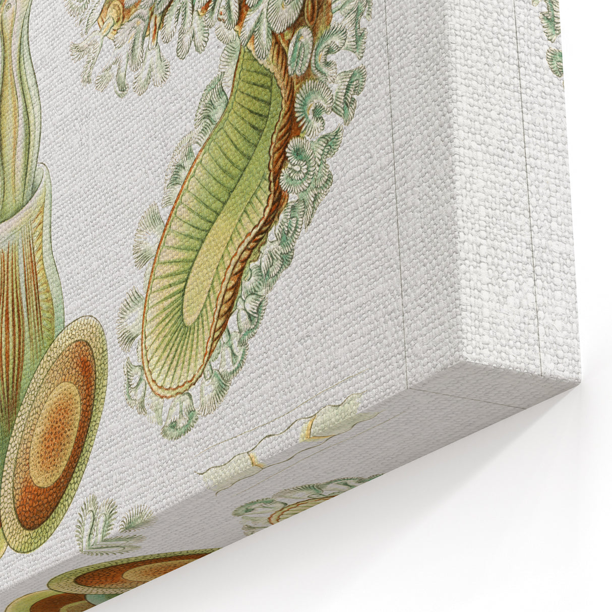 Ernst Haeckel’s Bryozoa - Elegant Nature Illustration Wall Art
