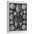 Modern Wall Art - Intricate Black and White Cystoidea Design