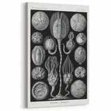 Modern Wall Art - Intricate Black and White Cystoidea Design