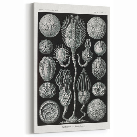 Modern Wall Art - Intricate Black and White Cystoidea Design