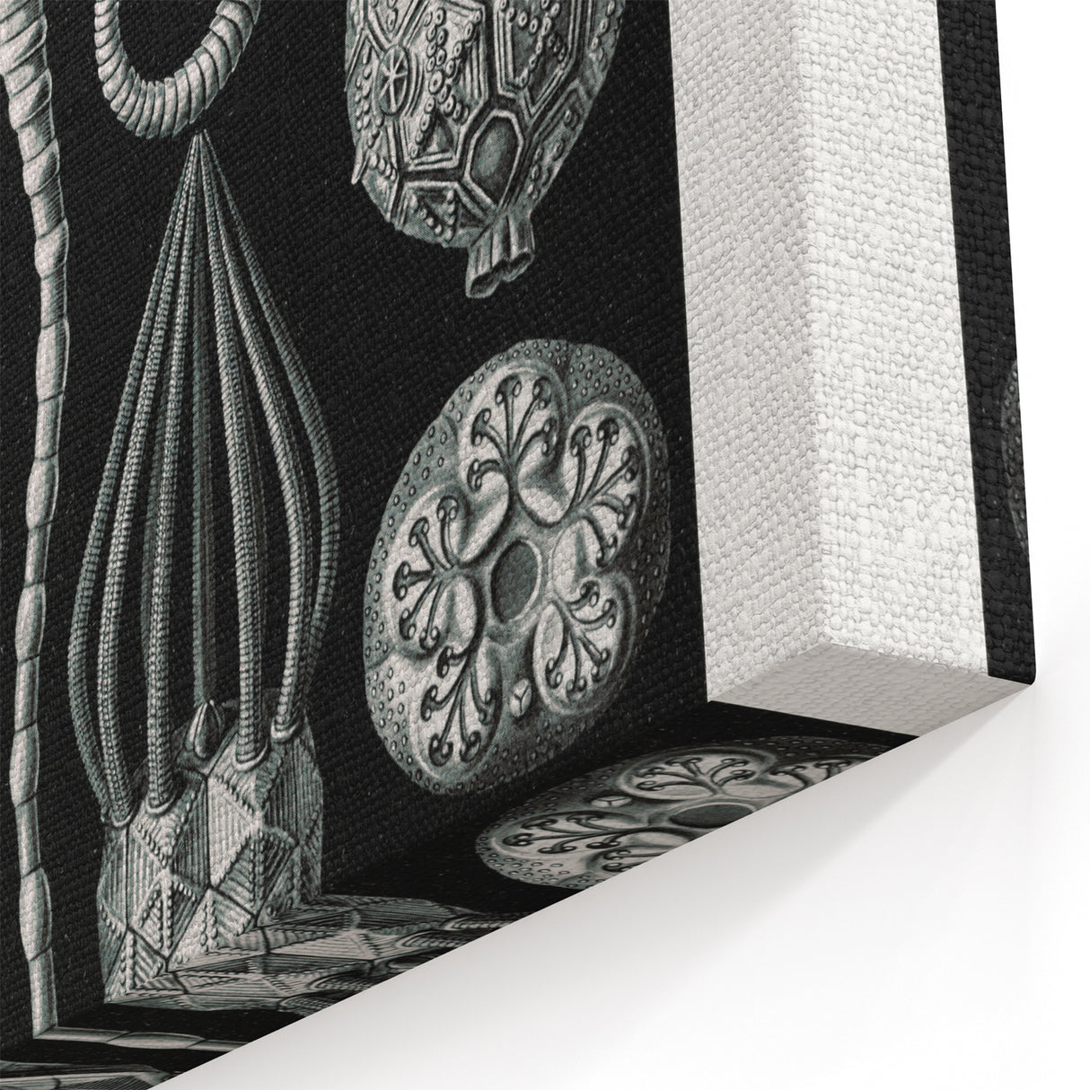 Modern Wall Art - Intricate Black and White Cystoidea Design