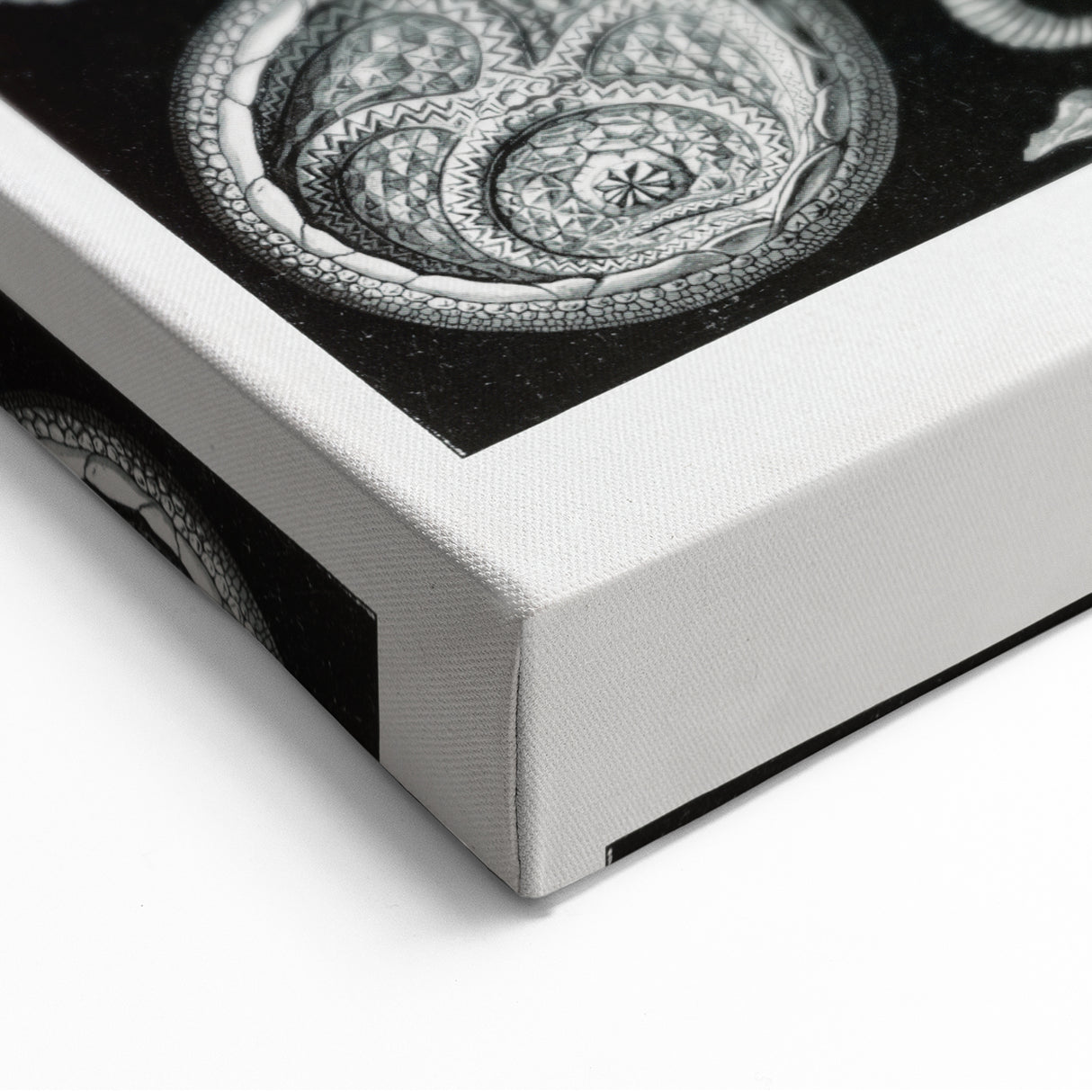 Modern Wall Art - Intricate Black and White Cystoidea Design