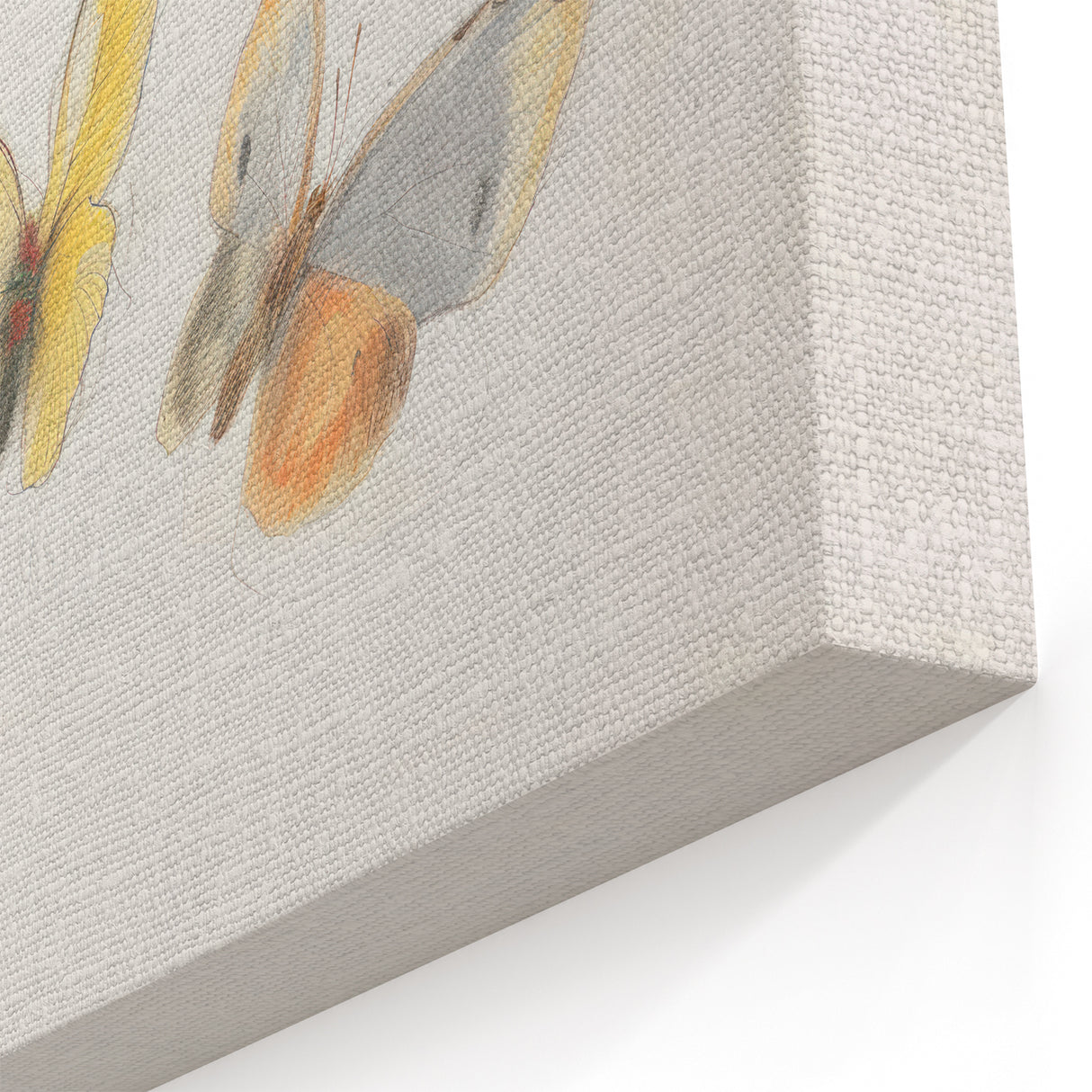 Delicate Butterfly Artwork - Animal Canvas Prints for Home Decor