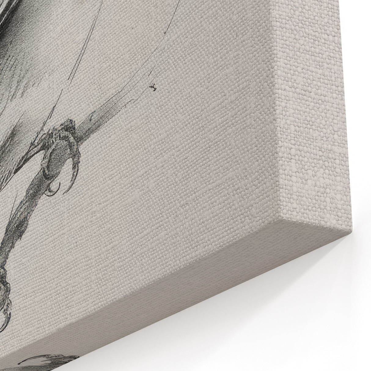 Vivid Finch Artwork - Animal Canvas Prints for Home Decor