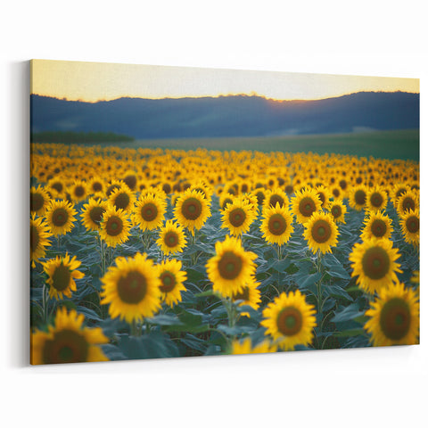 Field Landscape Wall Art - Serene Sunflower Fields Canvas Decor