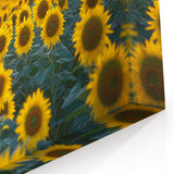 Field Landscape Wall Art - Serene Sunflower Fields Canvas Decor