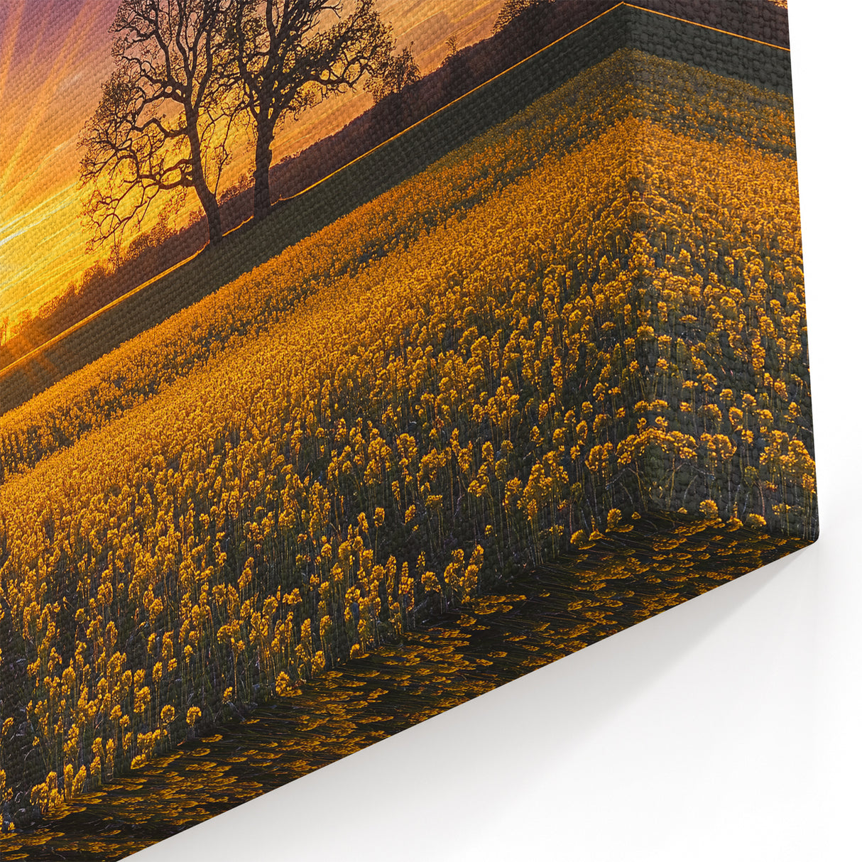 Rolling Fields Canvas Art - Sunset Over Yellow Flower Fields Print