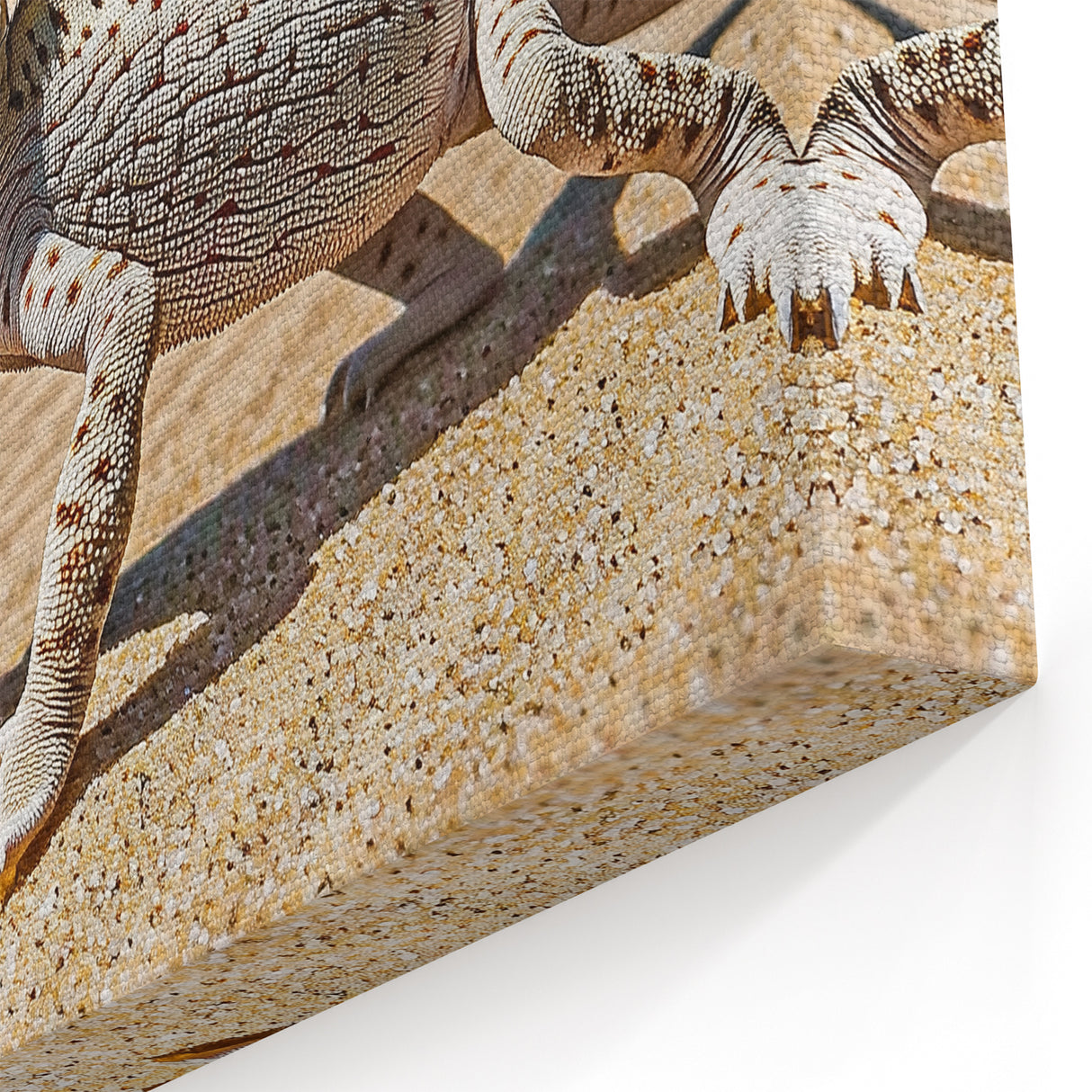 Desert Chameleon Close-Up - Wildlife on Sand Dunes Wall Art