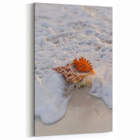 Beach Decor Prints – Seashell and Ocean Waves Canvas Art
