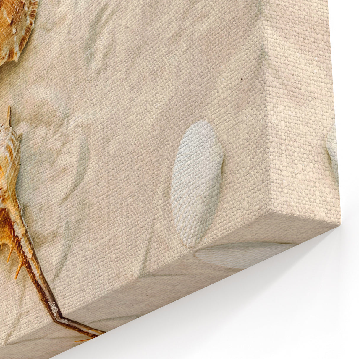 Beach Decor Prints - Seashells on Sand Coastal Summer Canvas