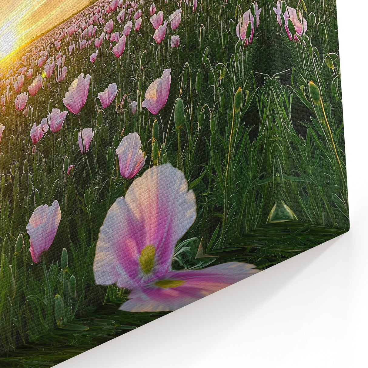 Field Landscape Wall Art - Scenic Fields at Sunset Canvas Print
