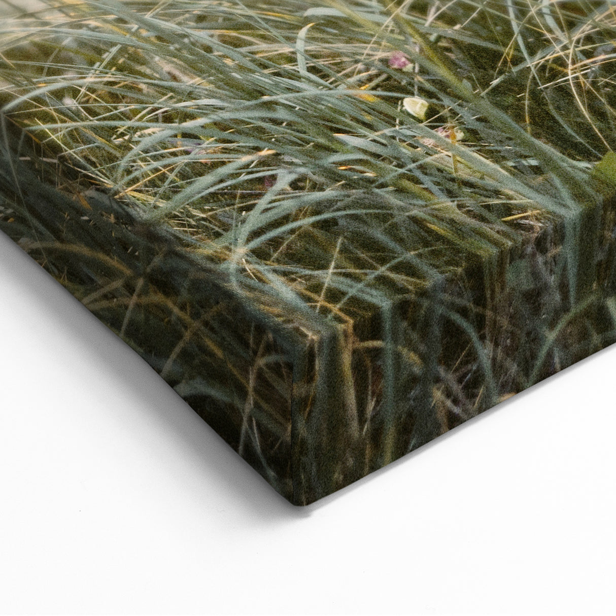 Summer Scenery Canvas - Sunlit Coastal Grasses at Sunset