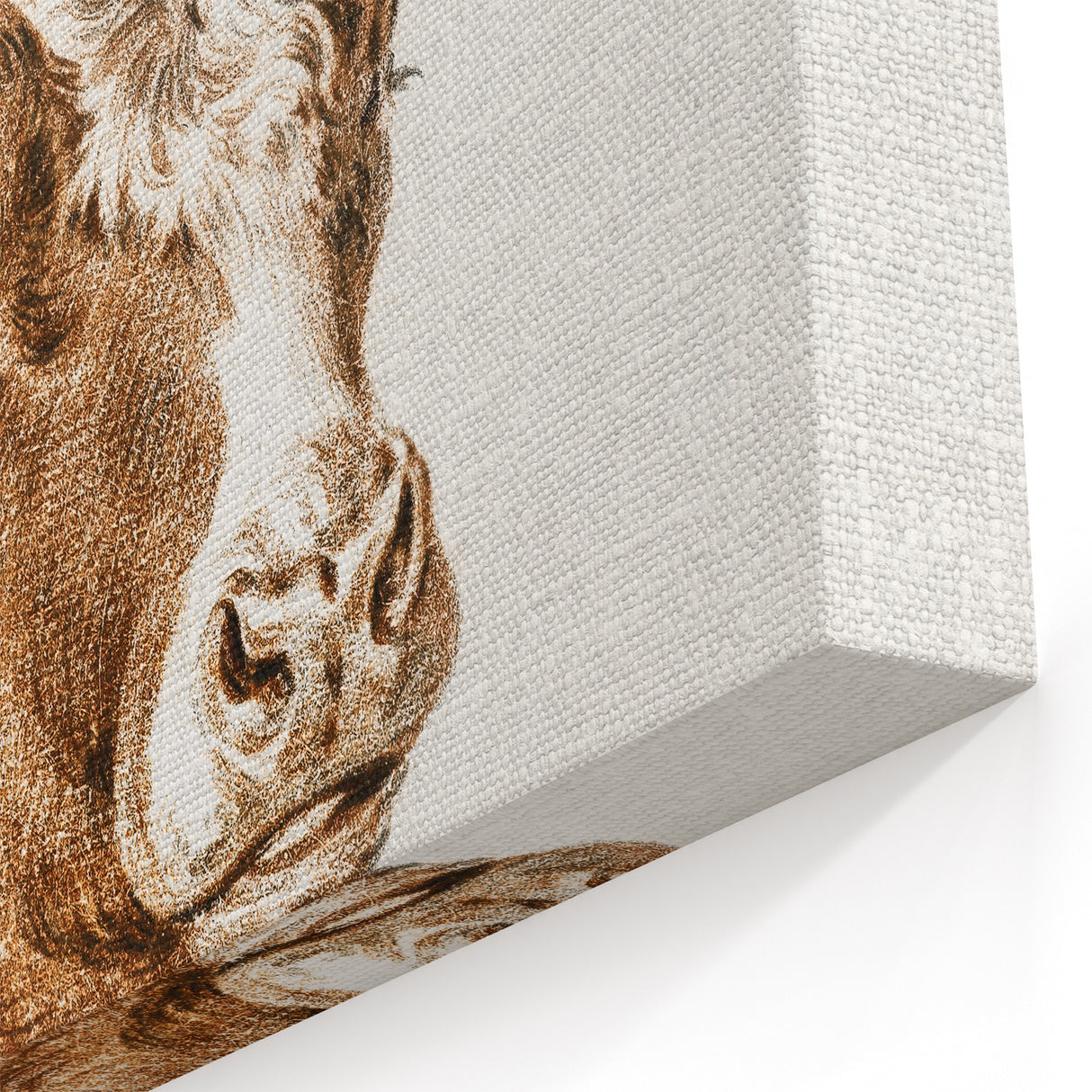 Romanticism Art: Head of a Cow - Historical Animal Sketch Canvas Print