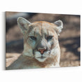 Cougar Canvas Art - Stunning Wildlife Print for Elegant Home Decor