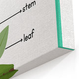 ABC Alphabet Canvas Art - Parts of a Plant Kids Learning Print