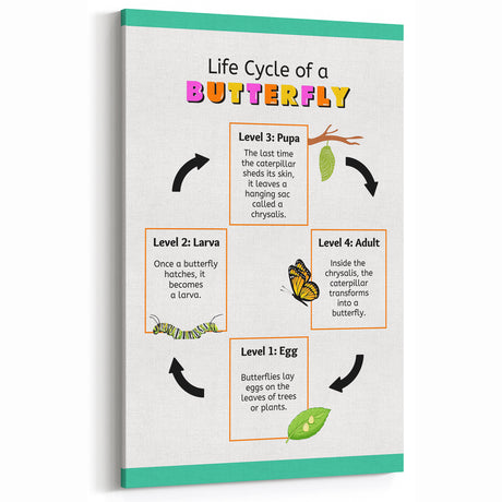 Kids Educational Wall Art - Life Cycle of a Butterfly Poster