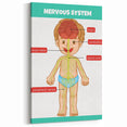 Classroom Educational Posters - Nervous System Learning Chart