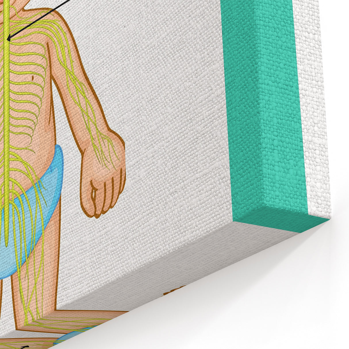 Classroom Educational Posters - Nervous System Learning Chart
