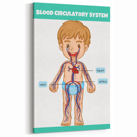 STEM Learning Wall Art - Blood Circulatory System Chart