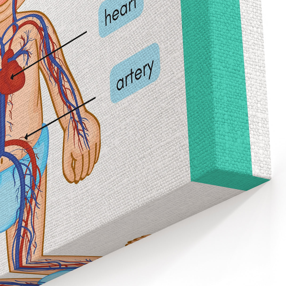 STEM Learning Wall Art - Blood Circulatory System Chart