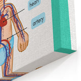 STEM Learning Wall Art - Blood Circulatory System Chart