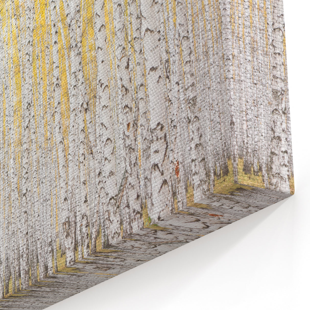 Serene Birch Forest Wall Art – Nature Canvas for Living Room