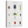 Insects Kids Educational Wall Art - Learning Poster for Classrooms