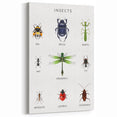 Insects Kids Educational Wall Art - Learning Poster for Classrooms