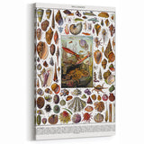 Vintage Mollusques Illustration - Nature Elements Wall Art Print