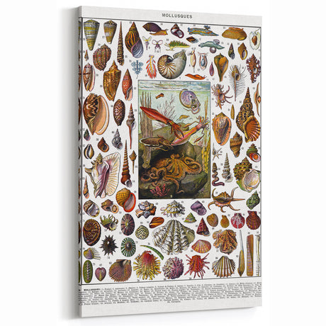 Vintage Mollusques Illustration - Nature Elements Wall Art Print
