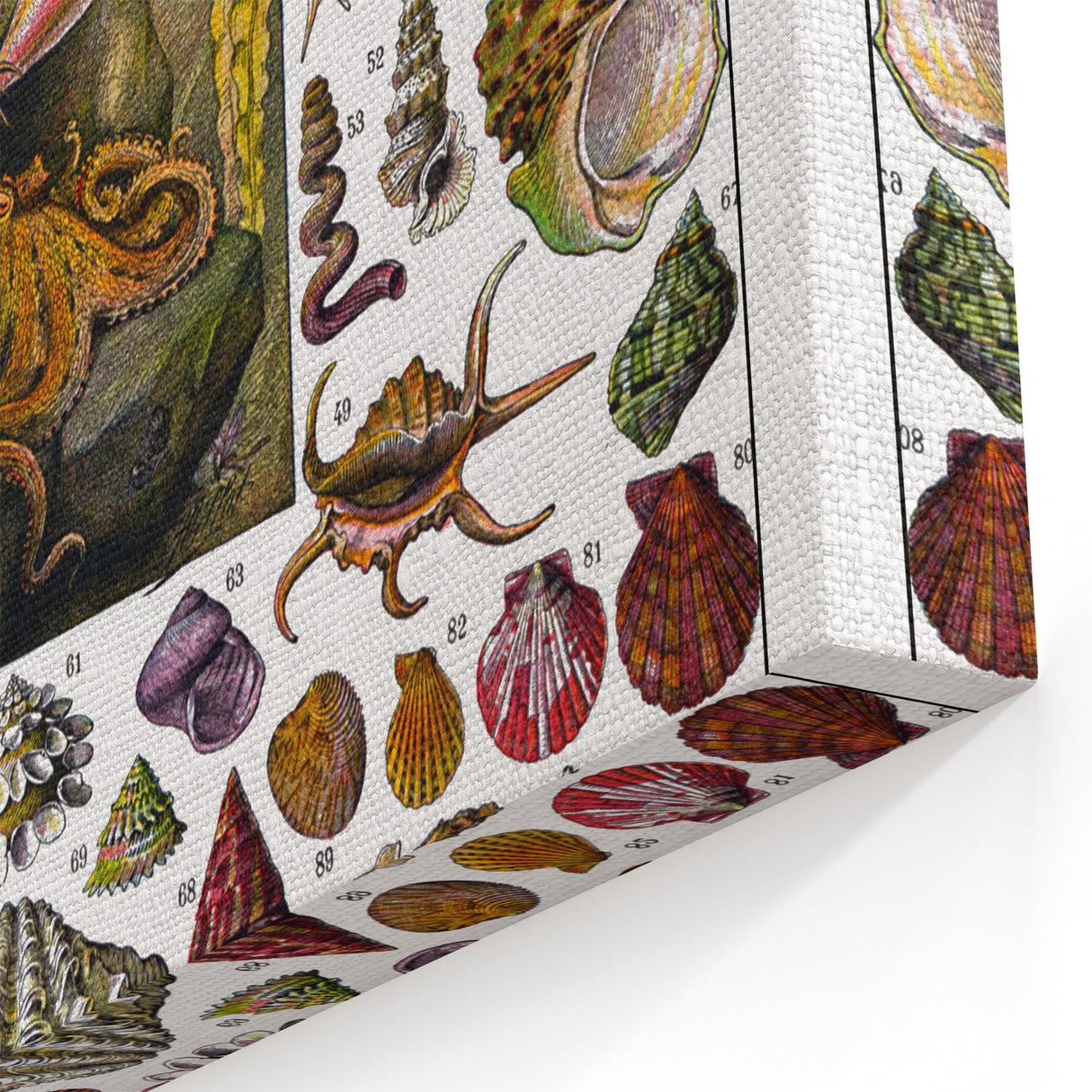 Vintage Mollusques Illustration - Nature Elements Wall Art Print