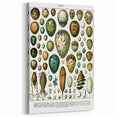 Vintage Egg Illustrations - Nature Elements Wall Art Print